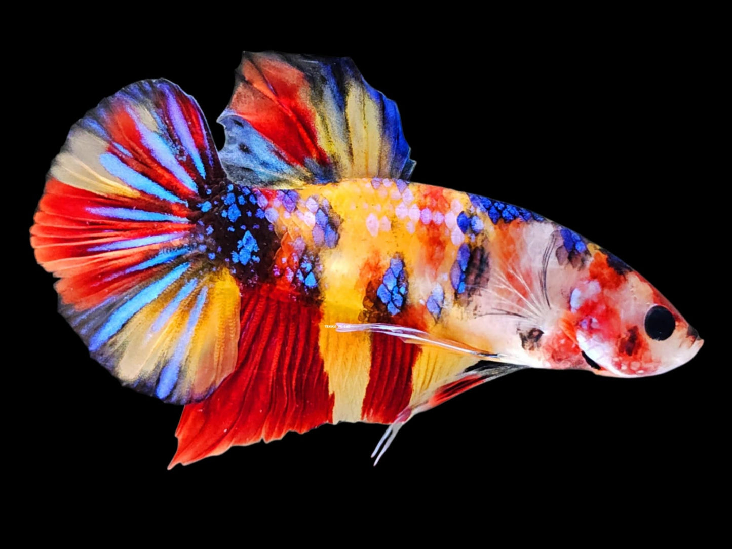 1x Live Multi Color Yellow/Red Male HMPK Betta (WYSIWYG) A404