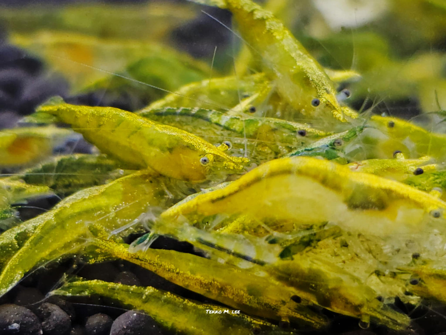 10+1 Green Jade Neocaridina Shrimp Medium to Low Grade FAST SHIPPING!