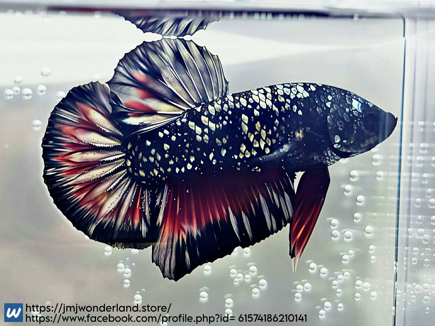 1x Live Red/Black Avatar Butterfly HMPK Male Betta (WYSIWYG) FAST SHIPPING! A404