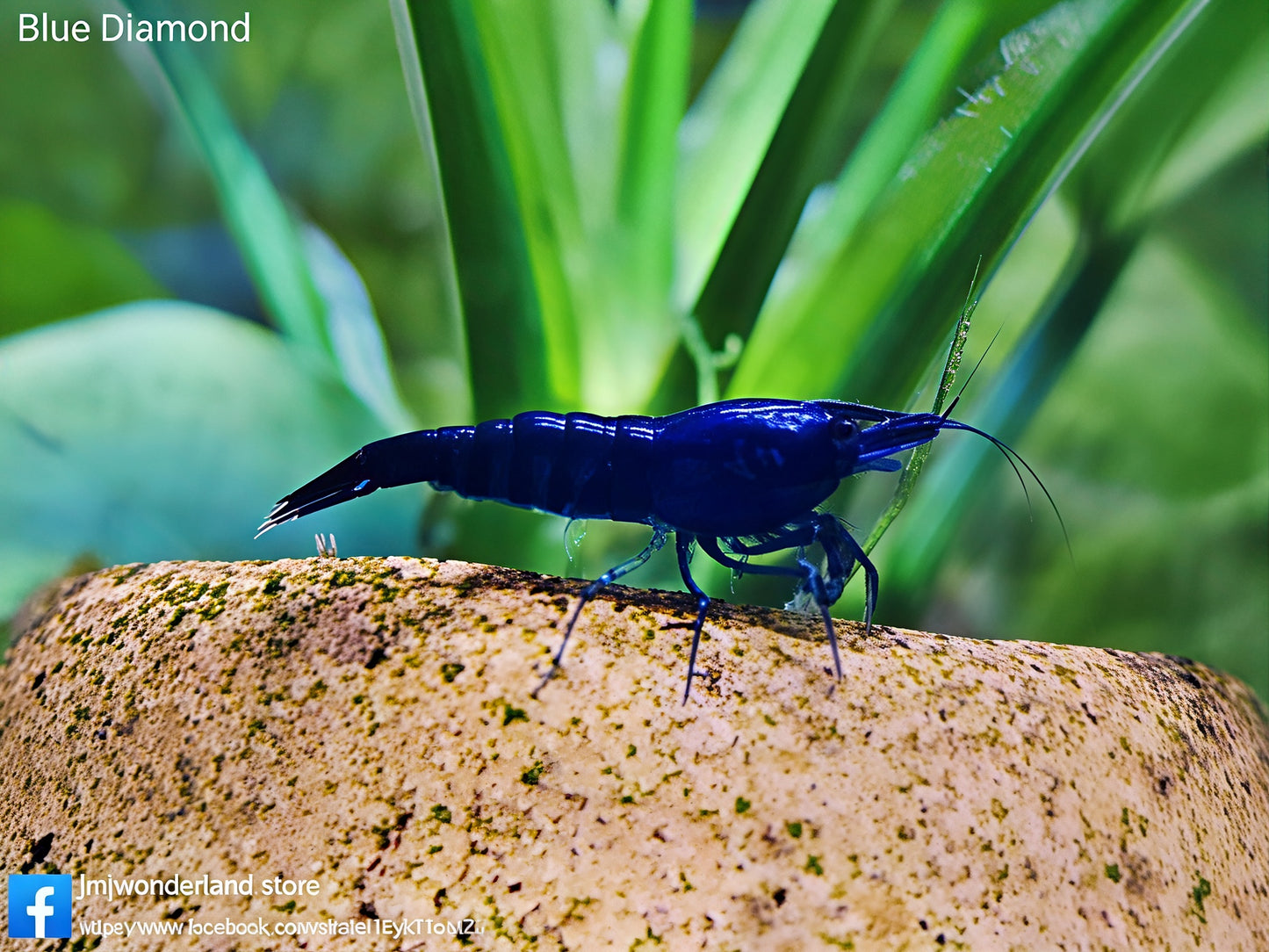10+1 Blue Diamond Neocaridina Shrimp Medium-High Grade FAST SHIPPING