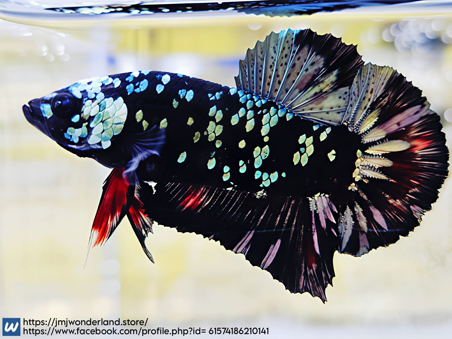 1x Live Avatar Red/Silver HMPK Male Betta (WYSIWYG) F502