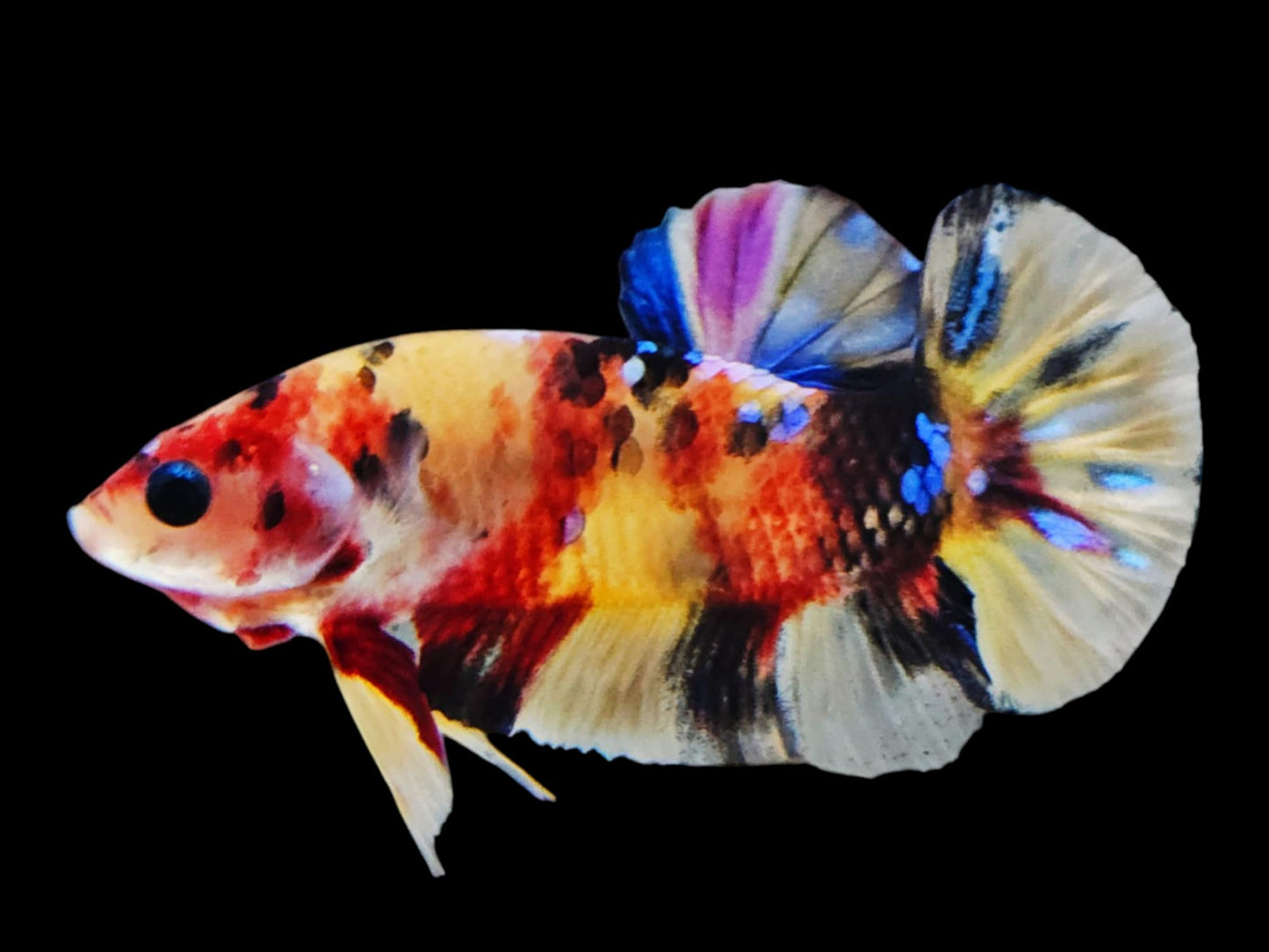 1x Live koy/Candy Yellow Base HMPK Male Betta (WYSIWYG) E306