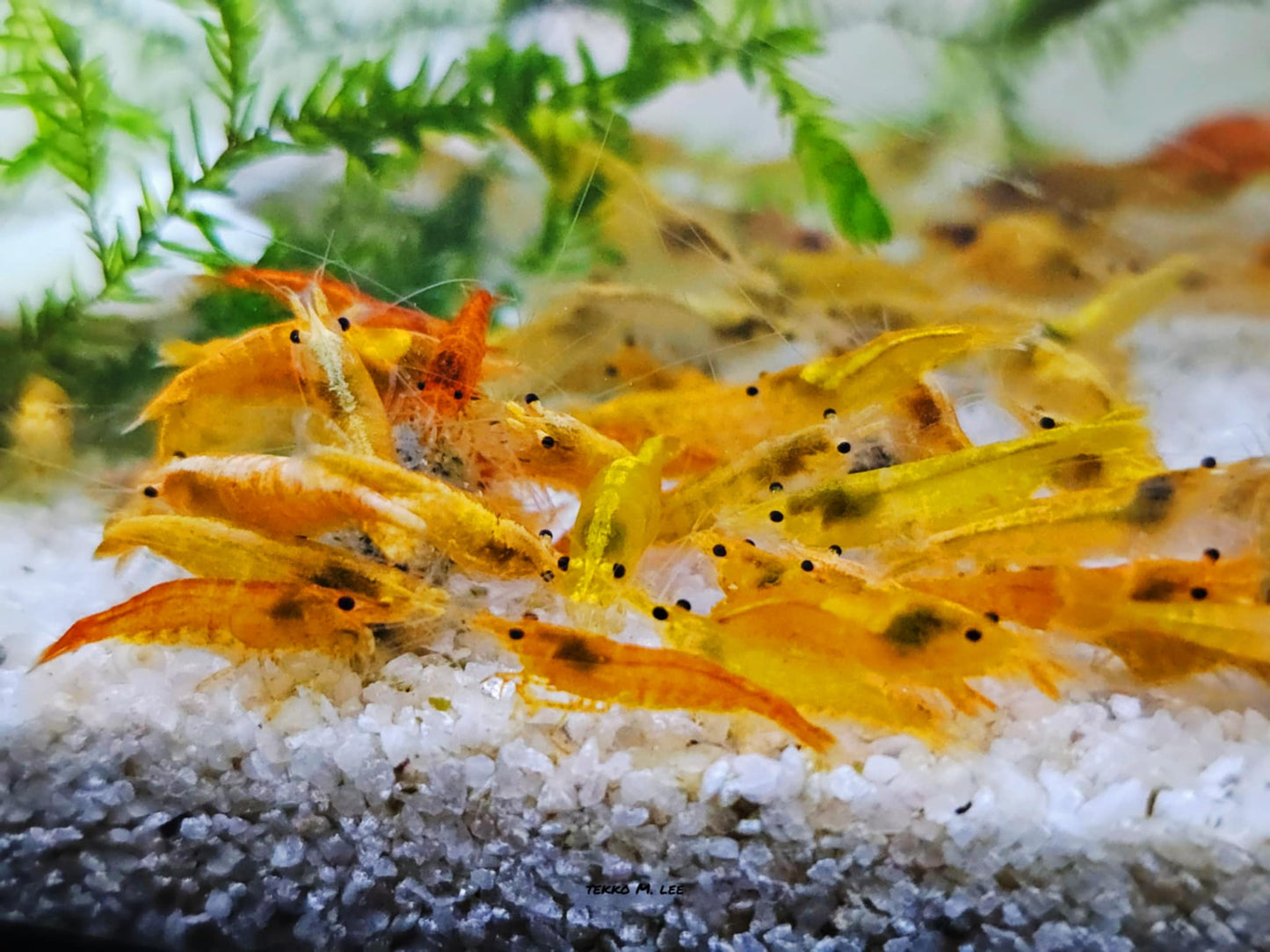 10+1 Orange Sunkist Neocaridina Shrimp Medium-Low Grade FAST SHIPPING!