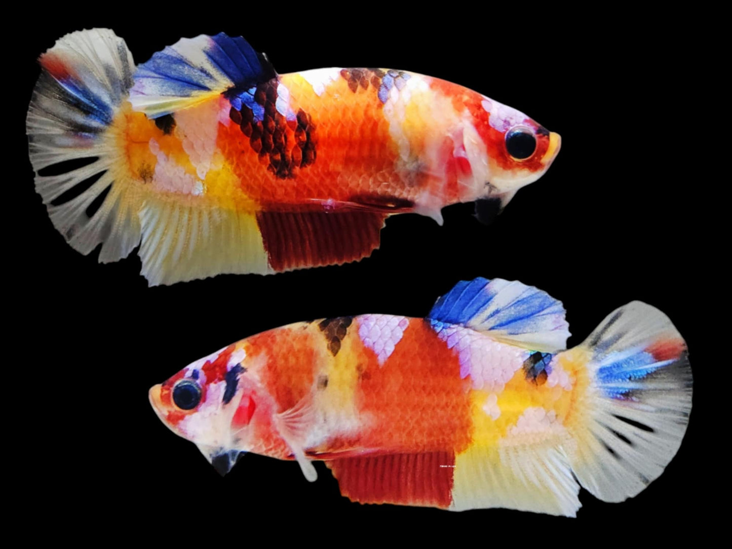 1x Live Yellow Base Candy/Koi HMPK Male Betta (WYSIWYG) E309
