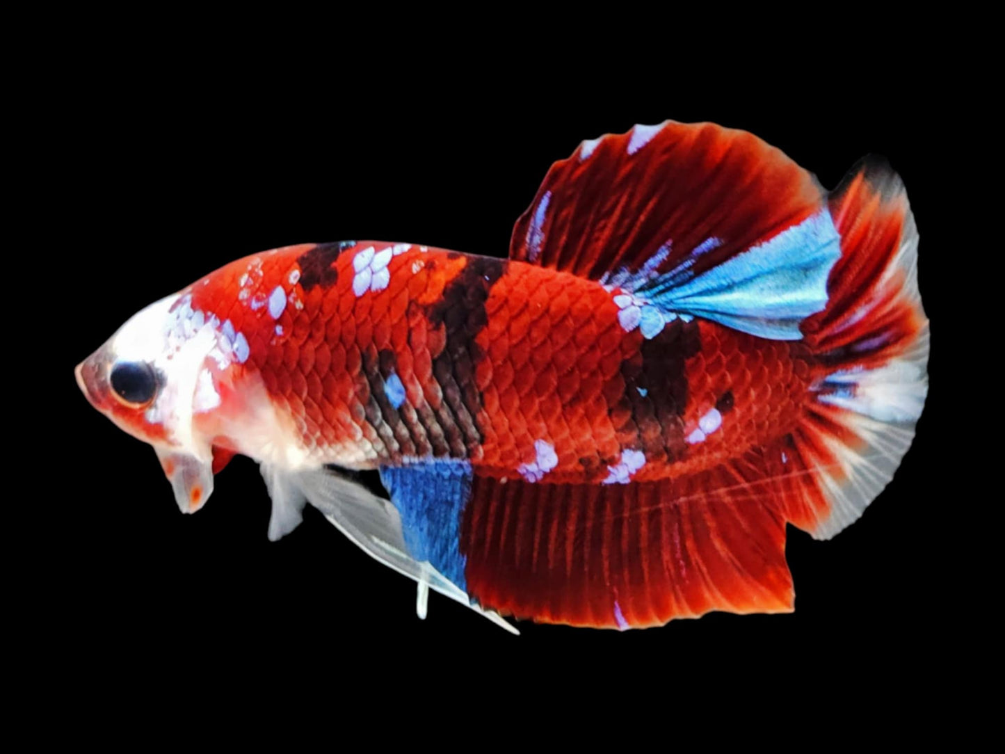 1x Live Red/Blue Multi Color HMPK Male Betta (WYSIWYG) F508