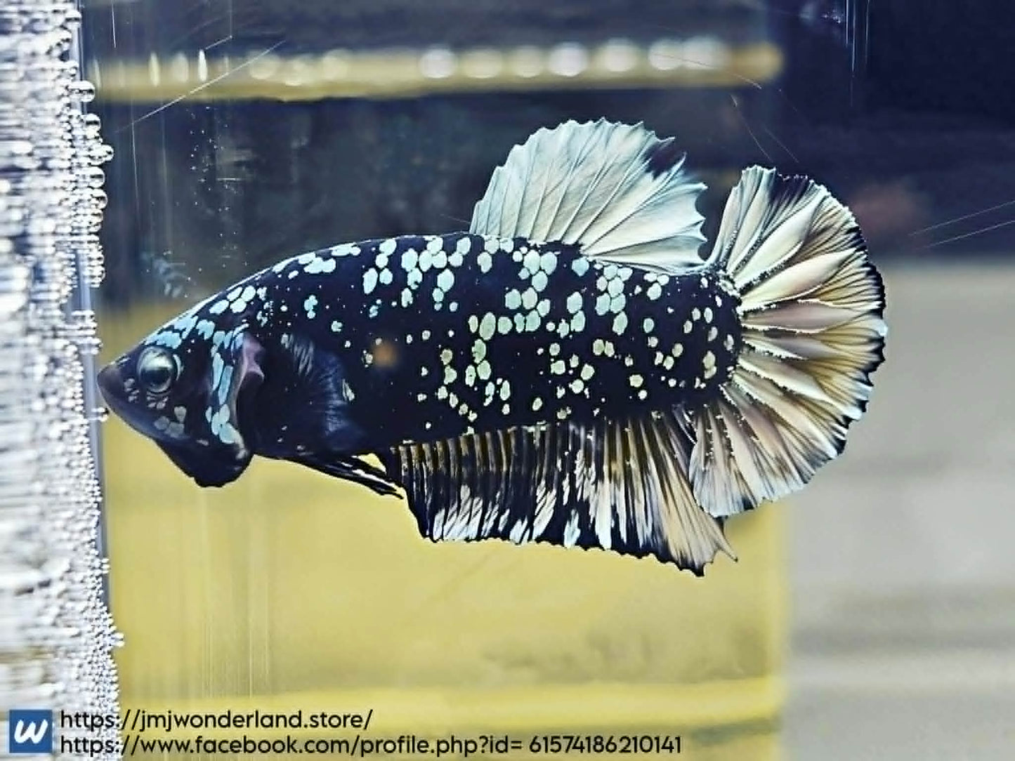1x Live Yellow/Silver Avatar Male Betta - FAST SHIPPING! (WYSIWYG) H306