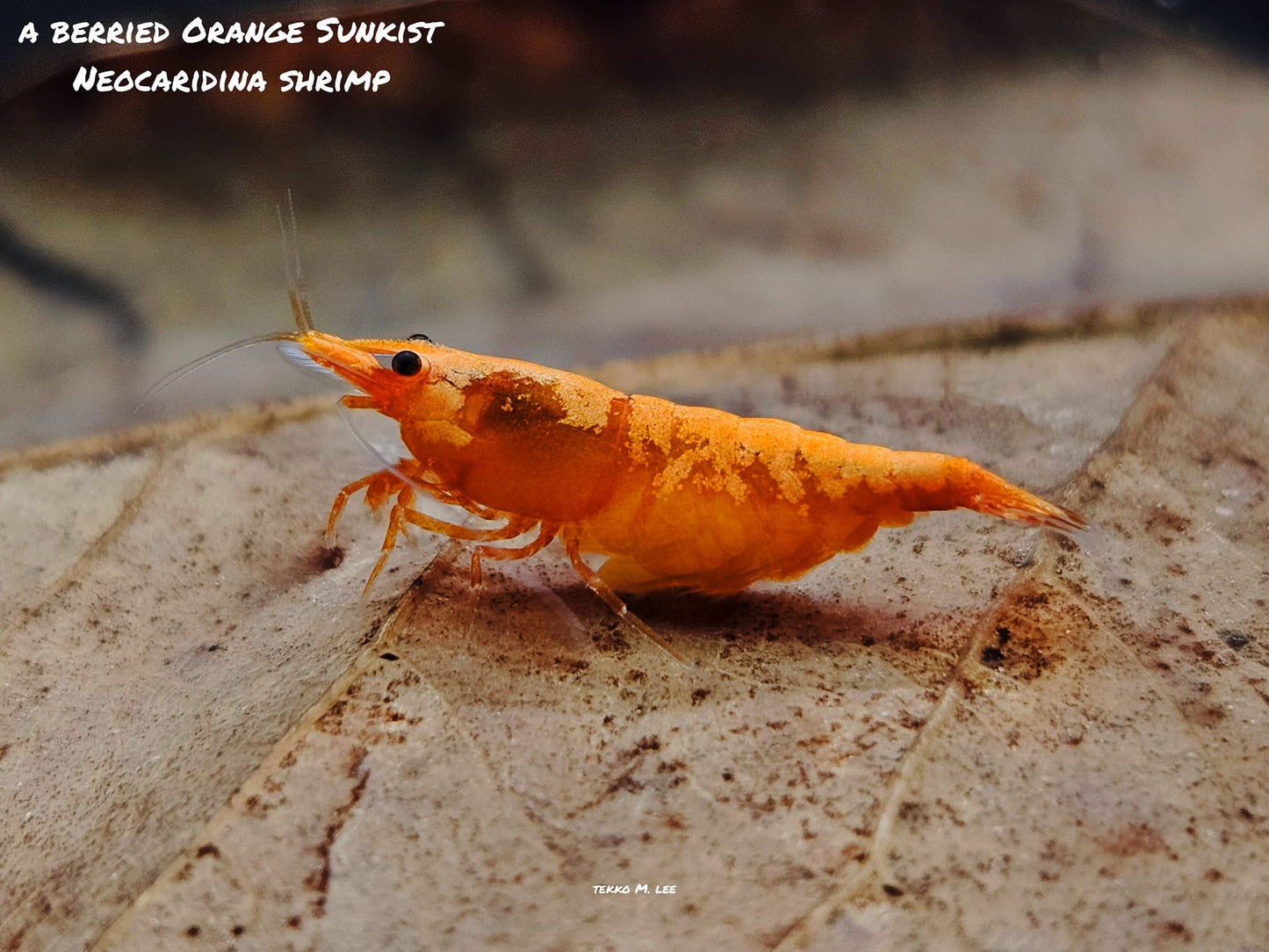 10+1 Orange Sunkist Neocaridina Shrimp