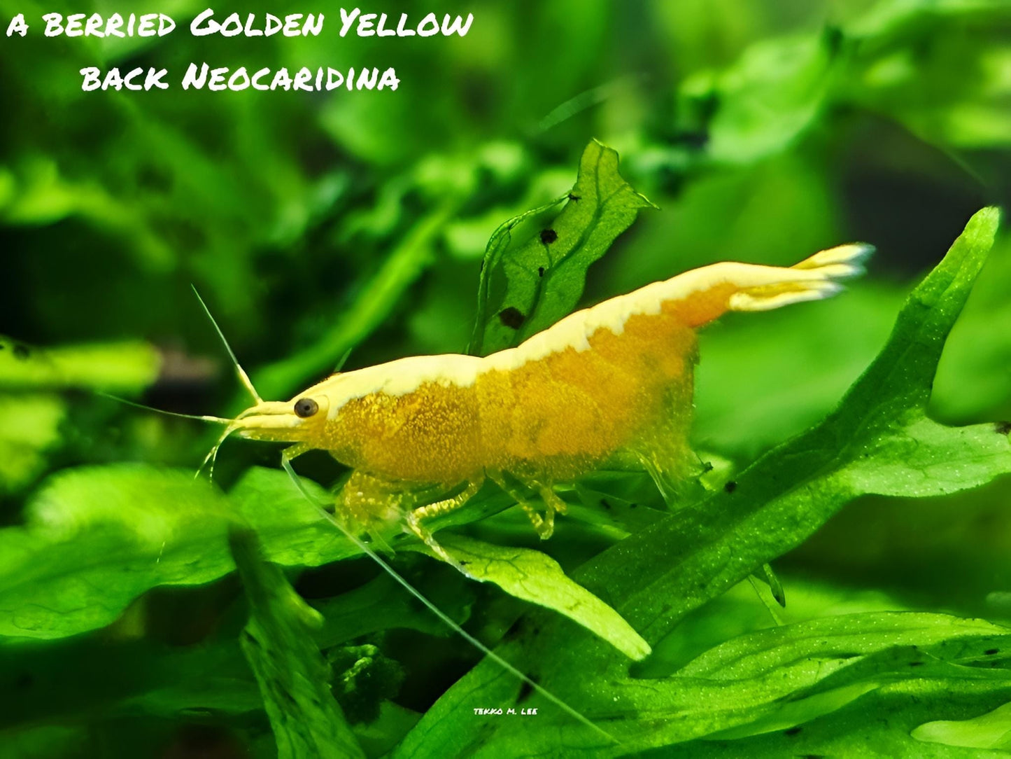 10+1 24k Golden Yellow Back Neocaridina Shrimp