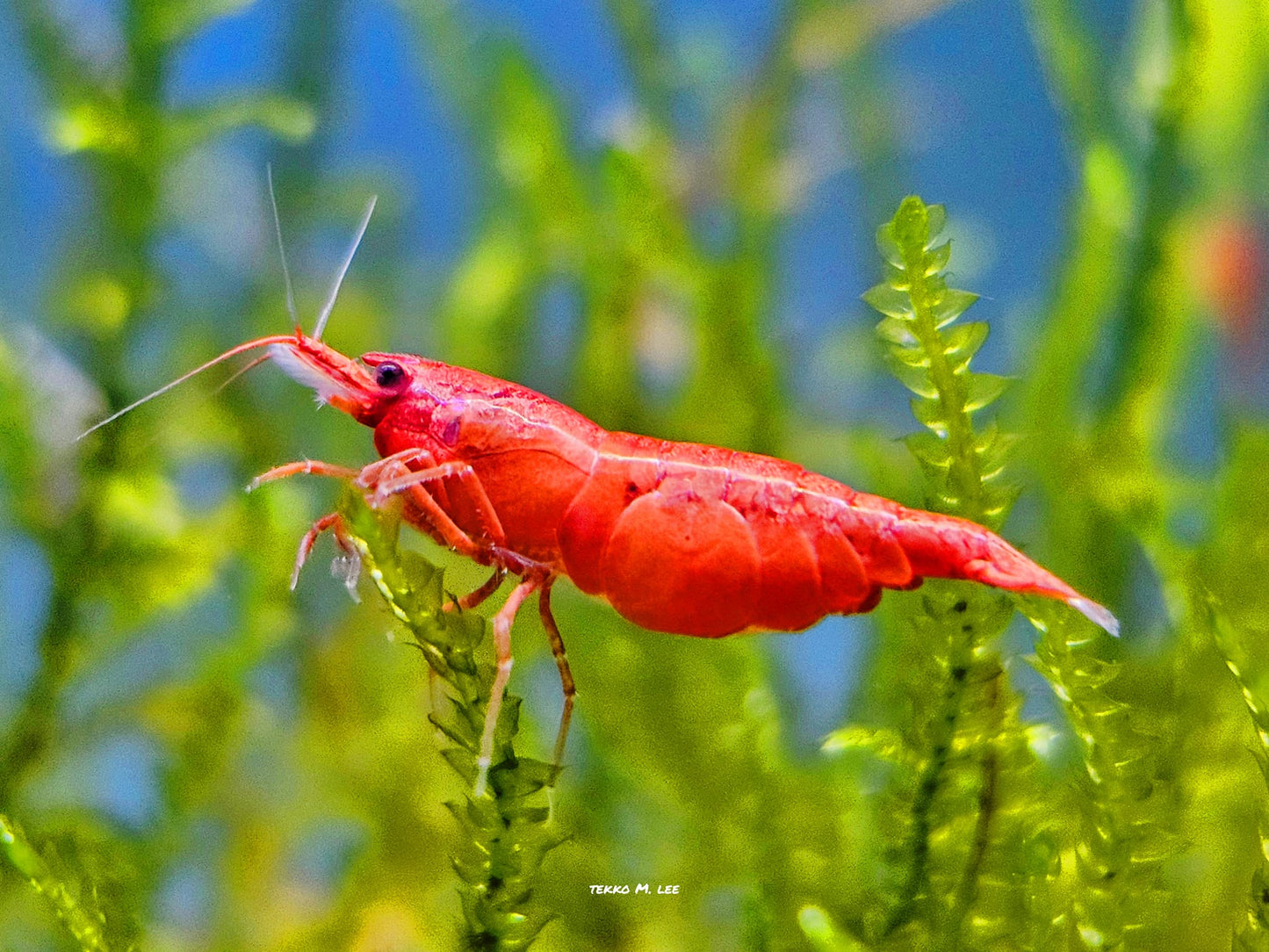 10+1 Fire Red Cherry Neocaridina Shrimp Medium-High Grade FAST SHIPPING!
