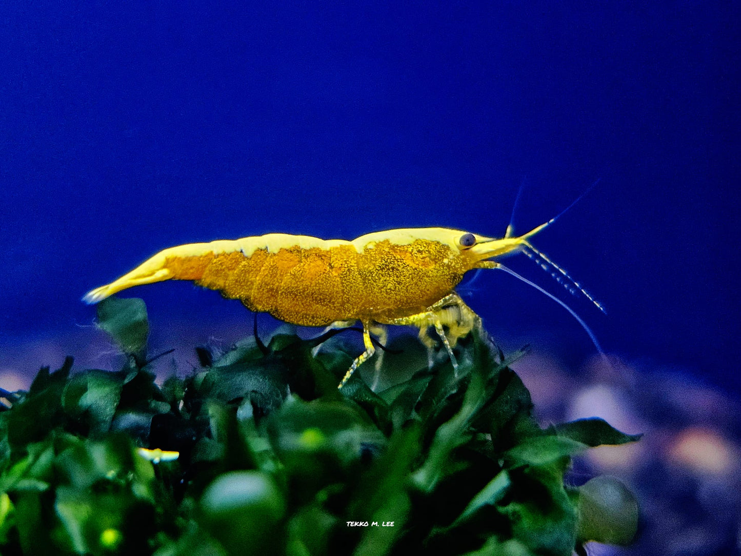 10+1 24k Golden Yellow Back Neocaridina Shrimp