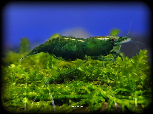 10+1 Green Jade Neocaridina Shrimp Medium-High Grade FAST SHIPPING!