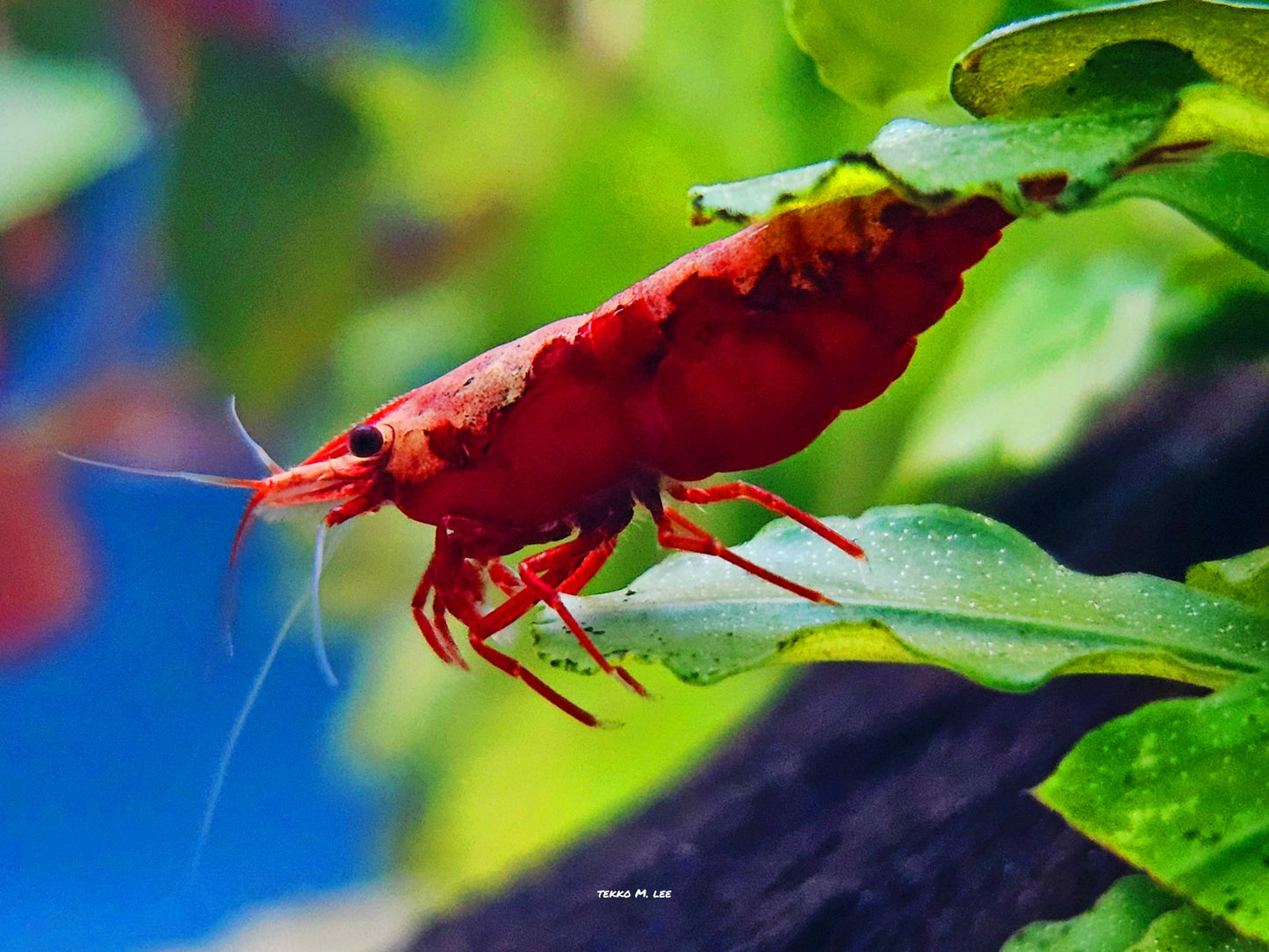 10+1 Fire Red Cherry Neocaridina Shrimp Medium-High Grade FAST SHIPPING!