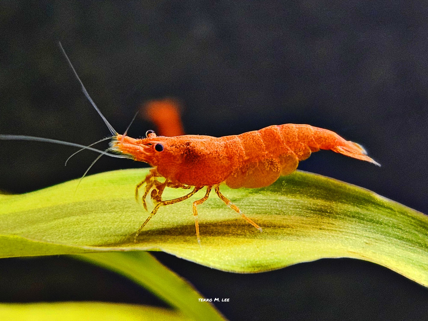 10+1 Orange Sunkist Neocaridina Shrimp