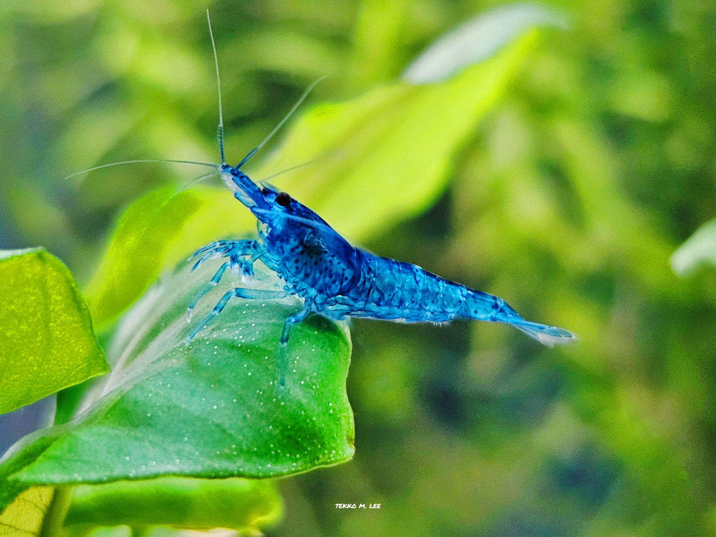 10+1 Blue Dream Neocaridna Shrimp Medium-High Grade FAST SHIPPING!