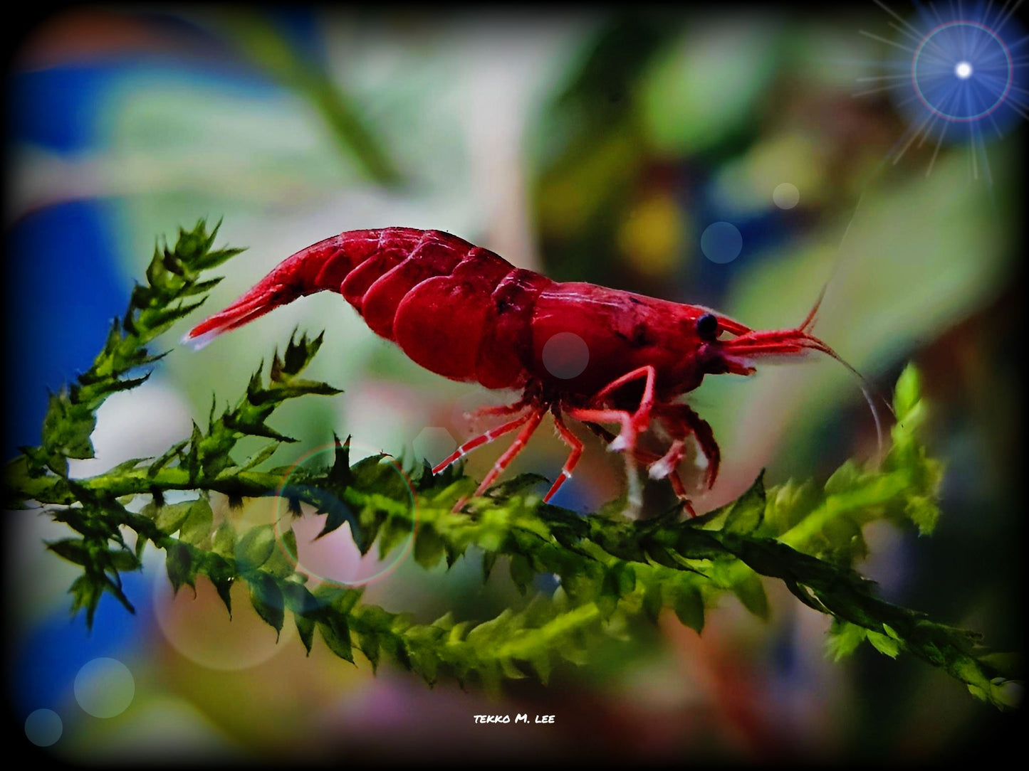 10+1 Fire Red Cherry Neocaridina Shrimp Medium-High Grade FAST SHIPPING!