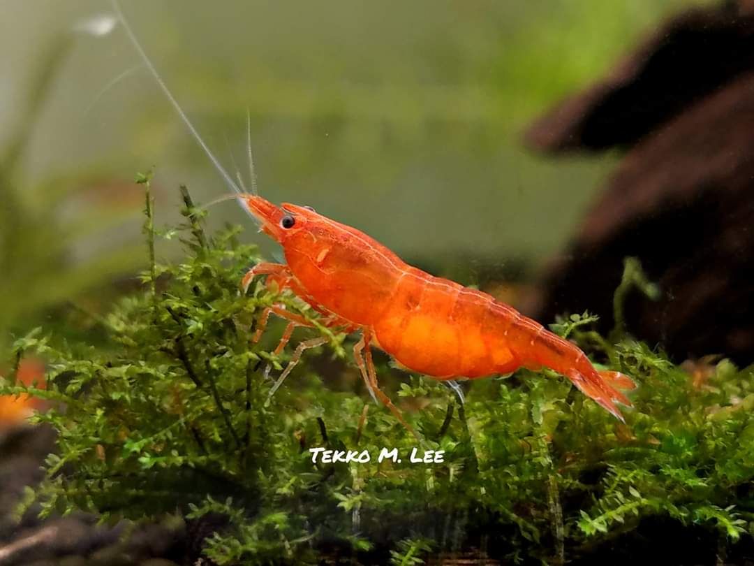 10+1 Orange Sunkist Neocaridina Shrimp