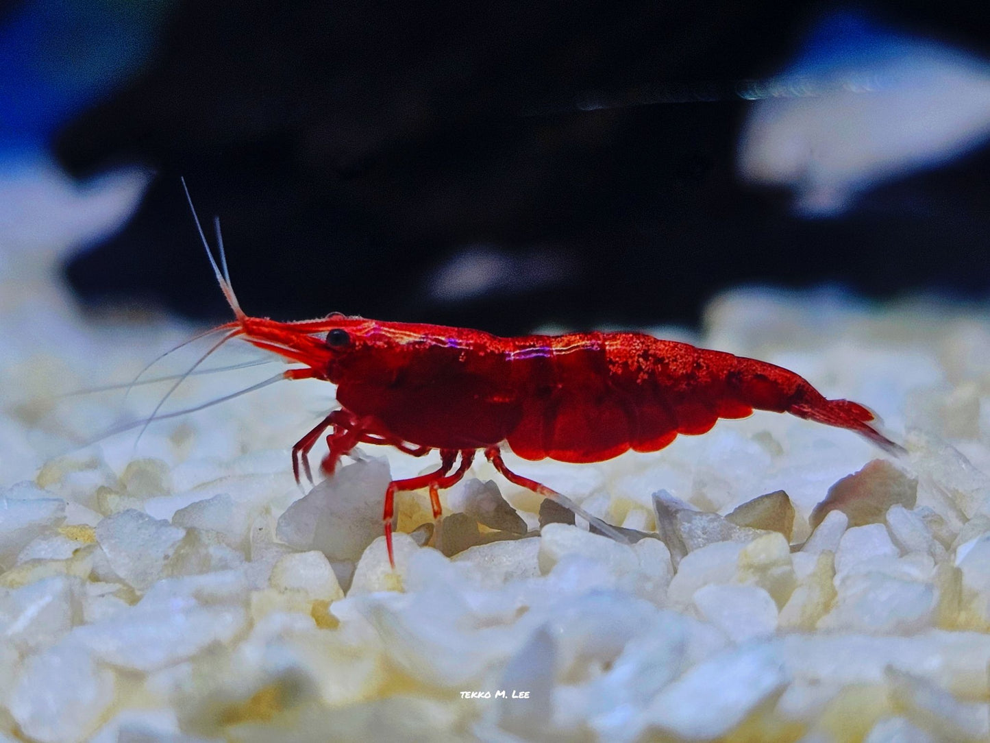 10+1 Fire Red Cherry Neocaridina Shrimp Medium-High Grade FAST SHIPPING!