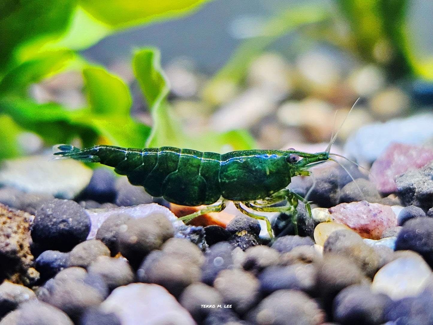 10+1 Green Jade Neocaridina Shrimp Medium-High Grade FAST SHIPPING!