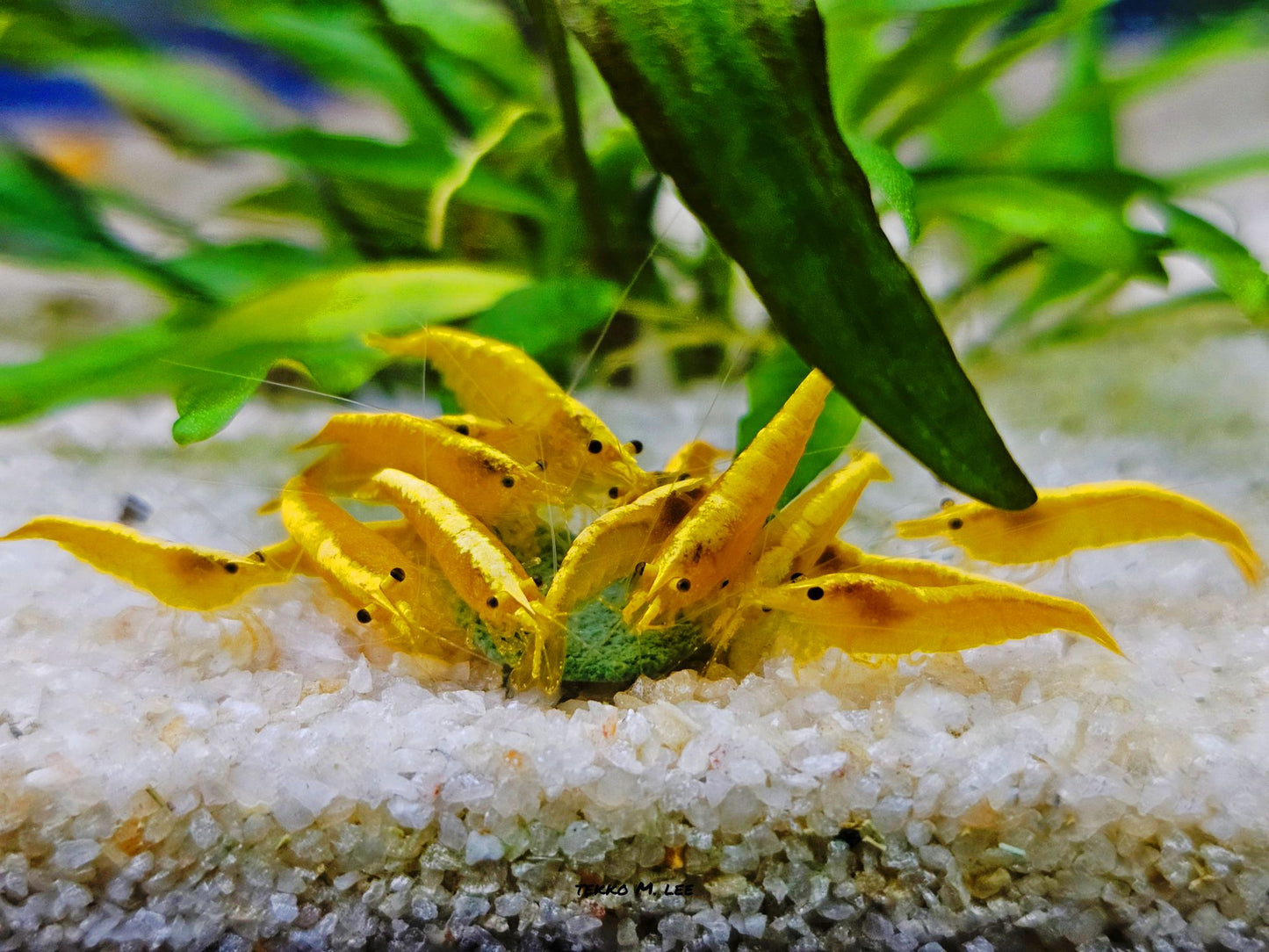 10+1 24k Golden Yellow Back Neocaridina Shrimp