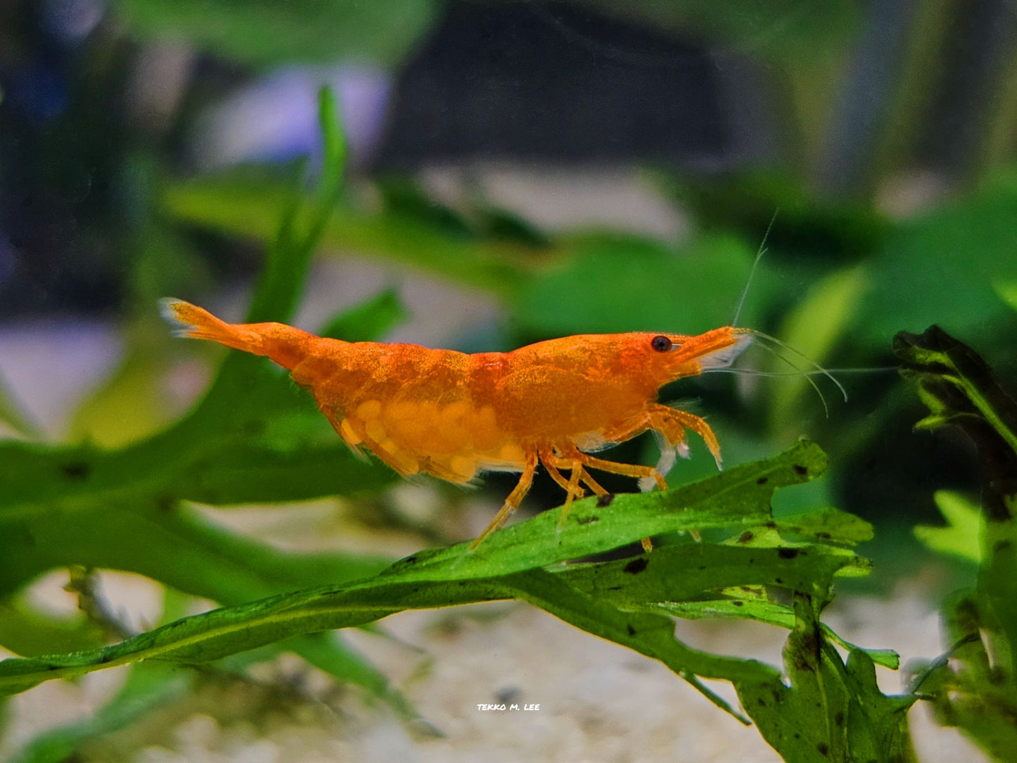 10+1 Orange Sunkist Neocaridina Shrimp