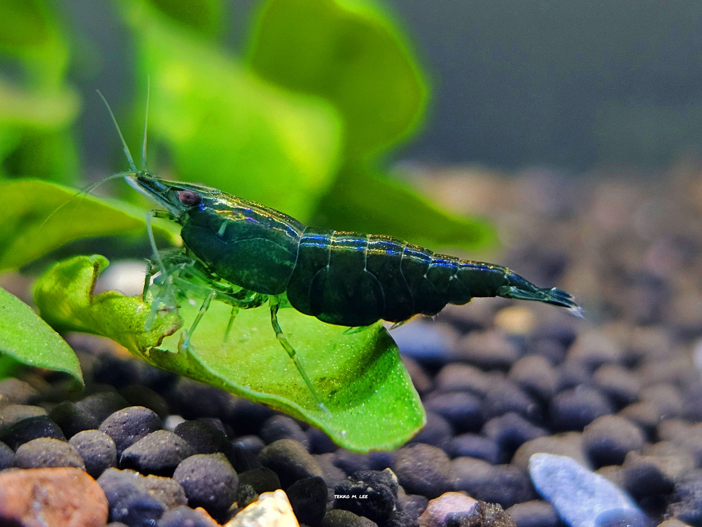 10+1 Green Jade Neocaridina Shrimp