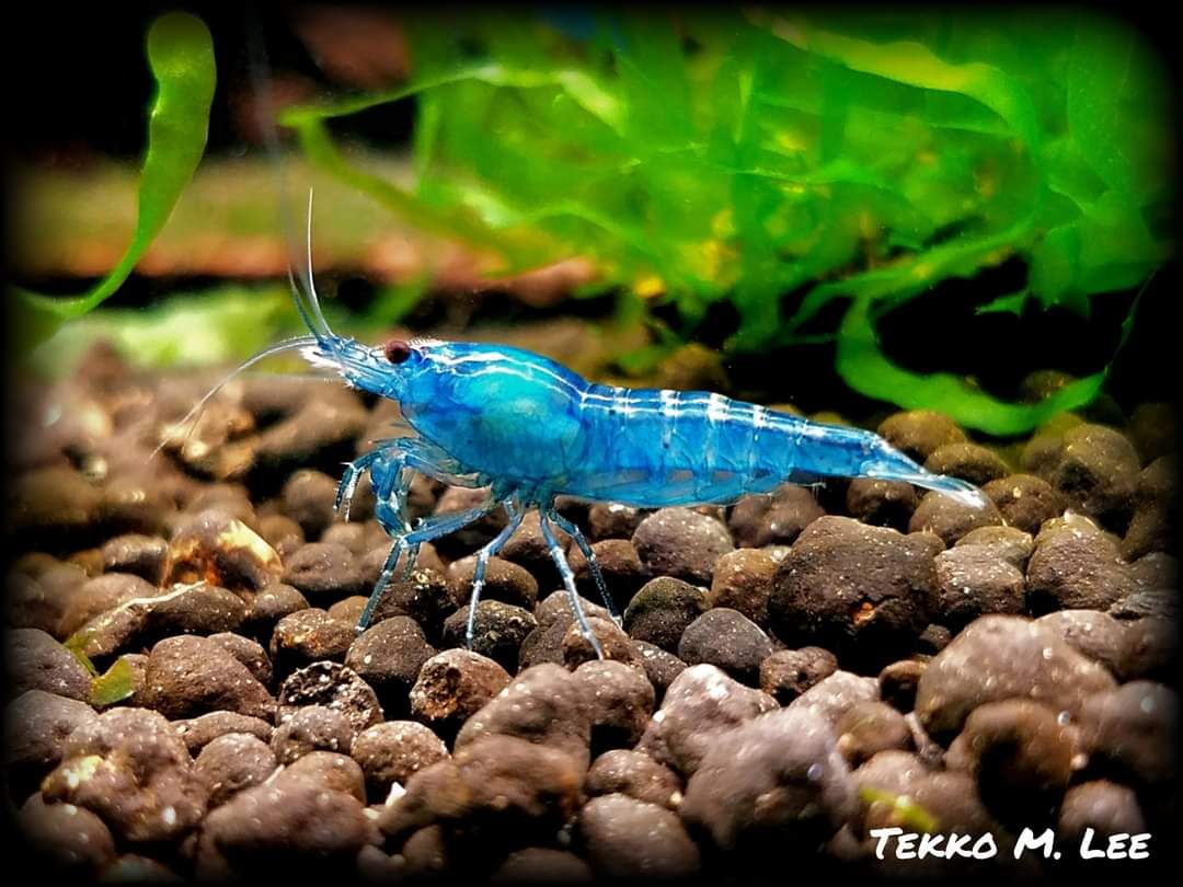 10+1 Blue Dream Neocaridna Shrimp Medium-High Grade FAST SHIPPING!