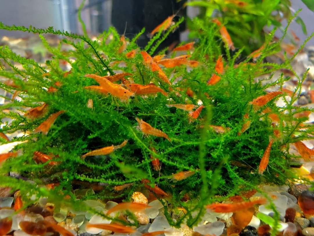 10+1 Orange Sunkist Neocaridina Shrimp