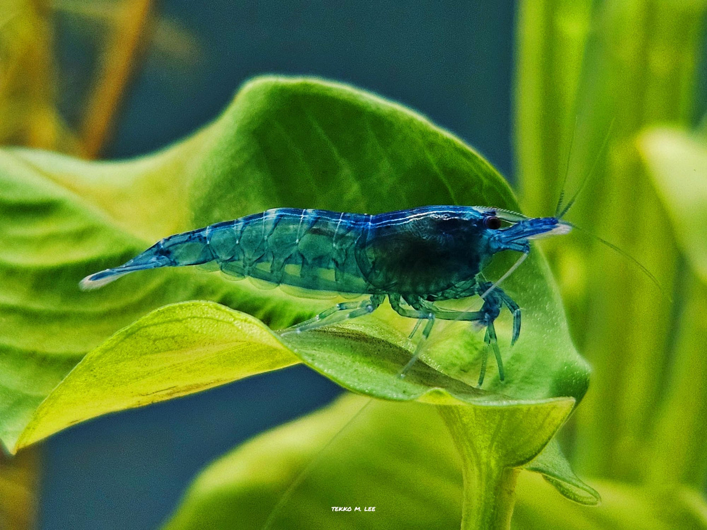 10+1 Blue Dream Neocaridna Shrimp Medium-High Grade FAST SHIPPING!
