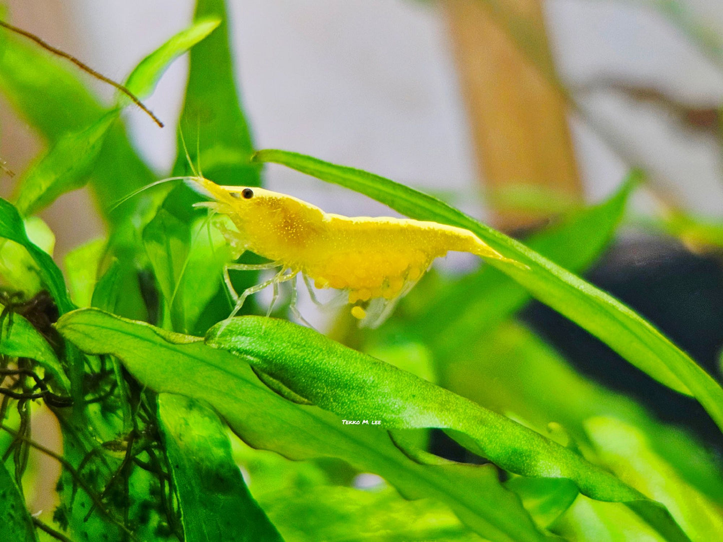 10+1 24k Golden Yellow Back Neocaridina Shrimp