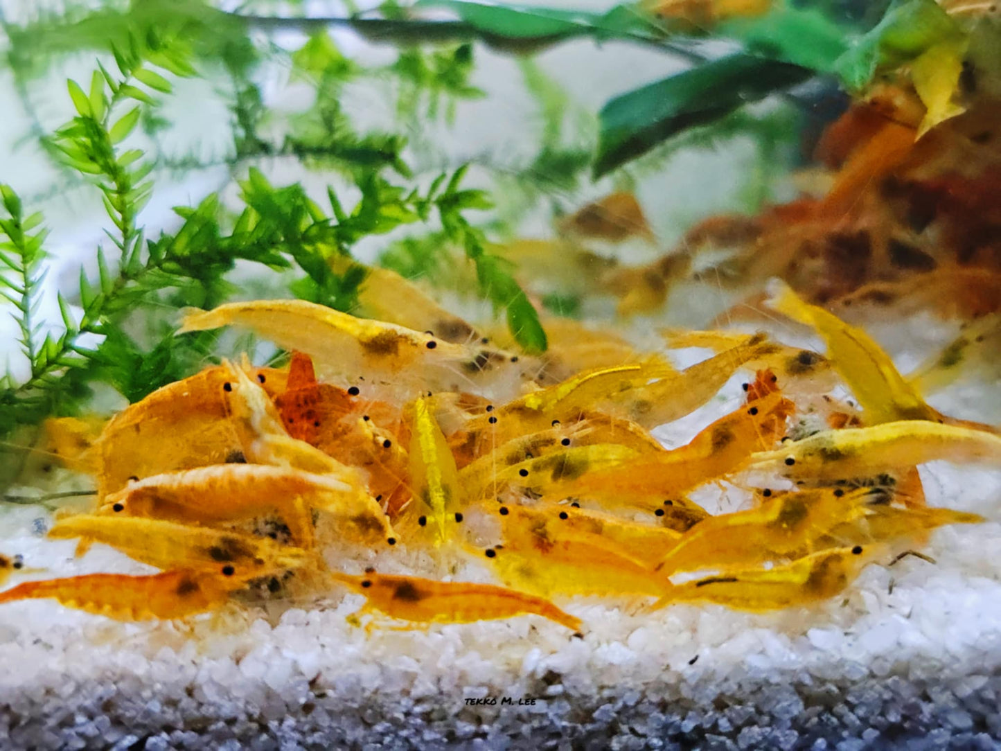 10+1 Orange Sunkist Neocaridina Shrimp Medium-Low Grade FAST SHIPPING!