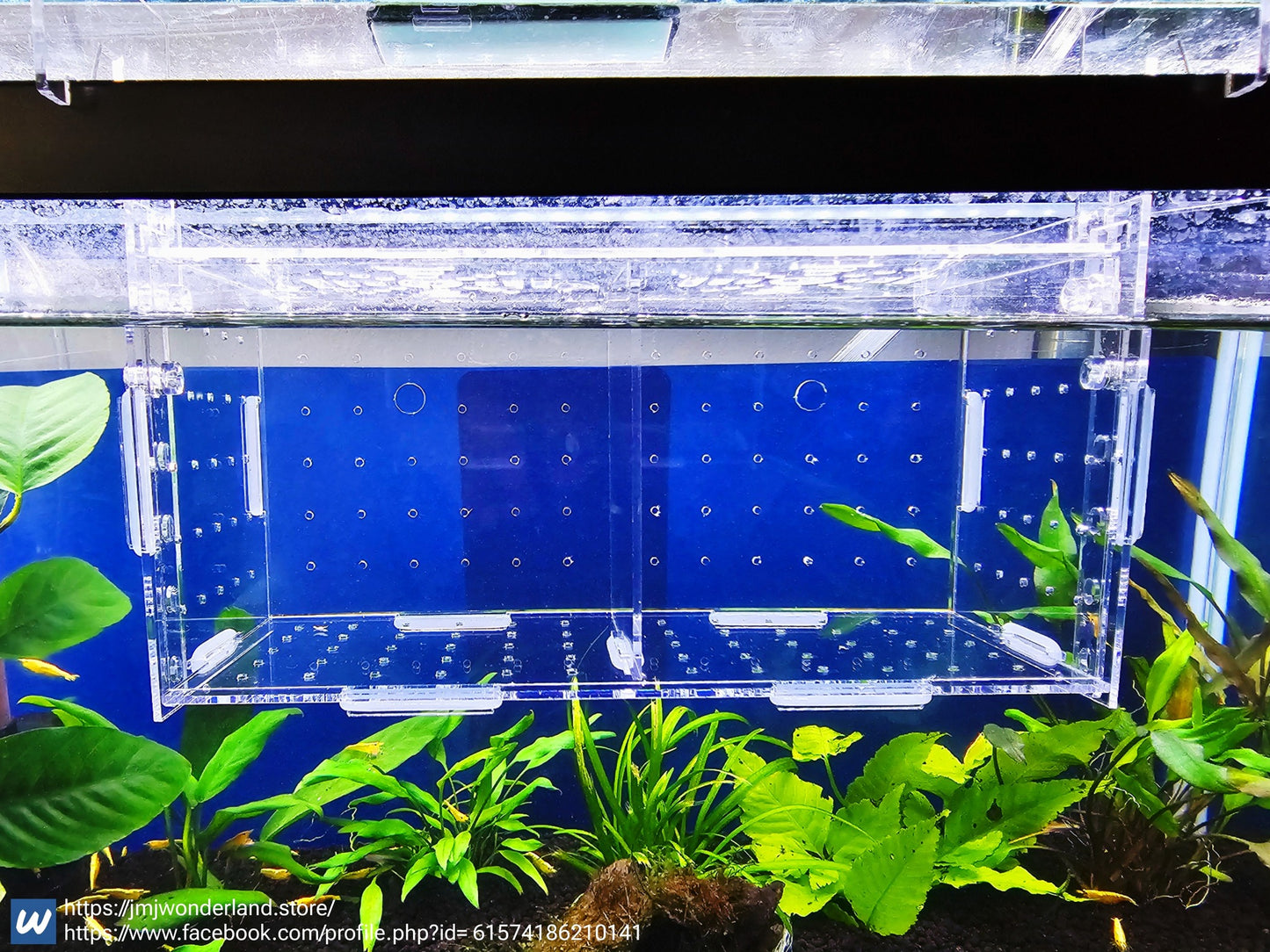1x Two-Square Acrylic Fish Breeding & Isolation Box with Suction FAST SHIPPING - Ship From USA