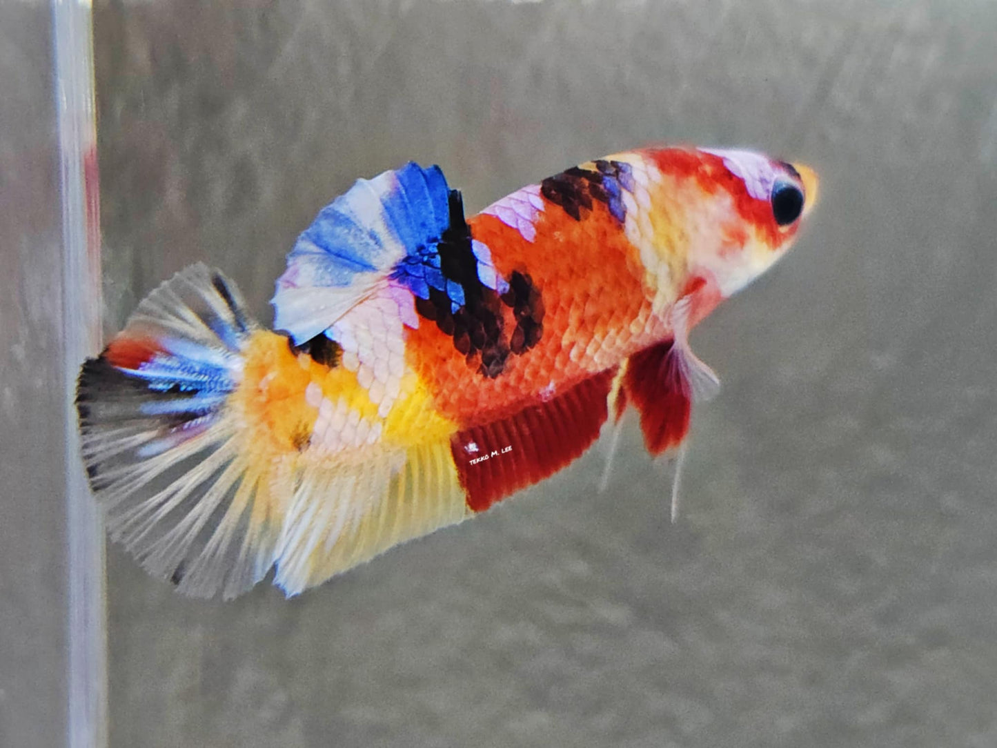 1x Live Yellow Base Candy/Koi HMPK Male Betta (WYSIWYG) E309