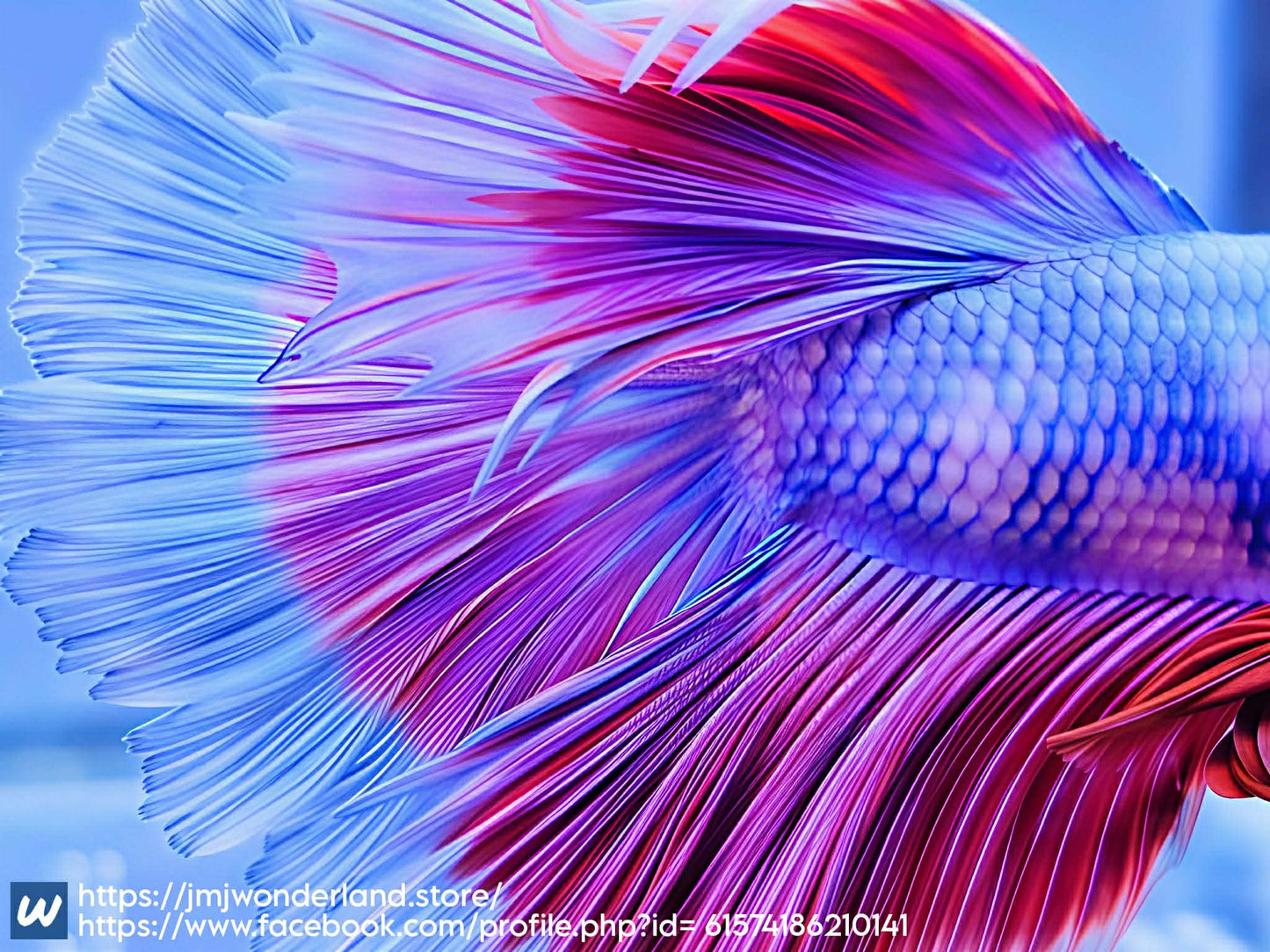1x Live Lavander Butterfly Halfmoon Male Betta - FAST SHIPPING (WYSIWYG) C201