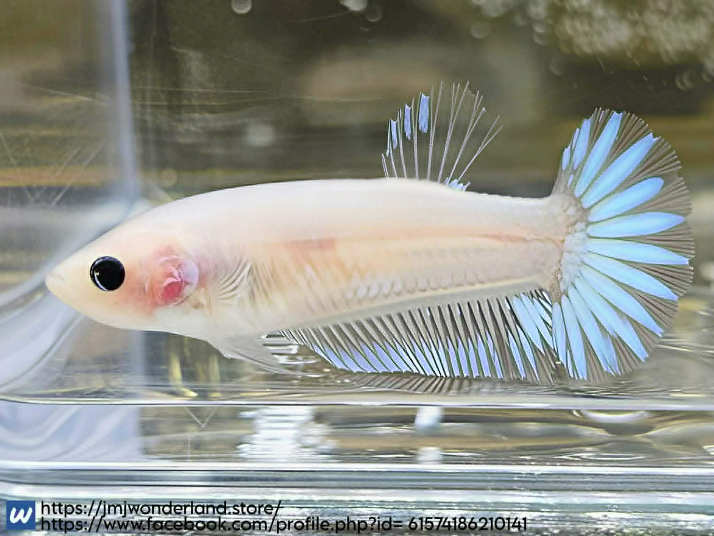 1x Live Cellophane/white Female Betta - FAST SHIPPING! (WYSIWYG) H304