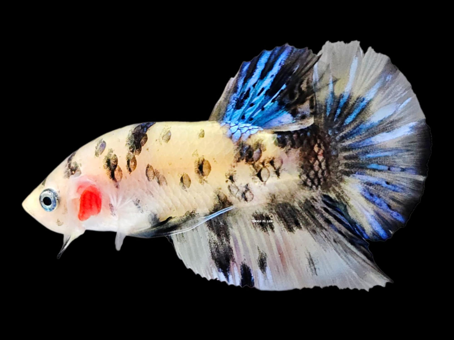 1x Live Blue/White Cellophane Male HMPK Betta (WYSIWYG) F509