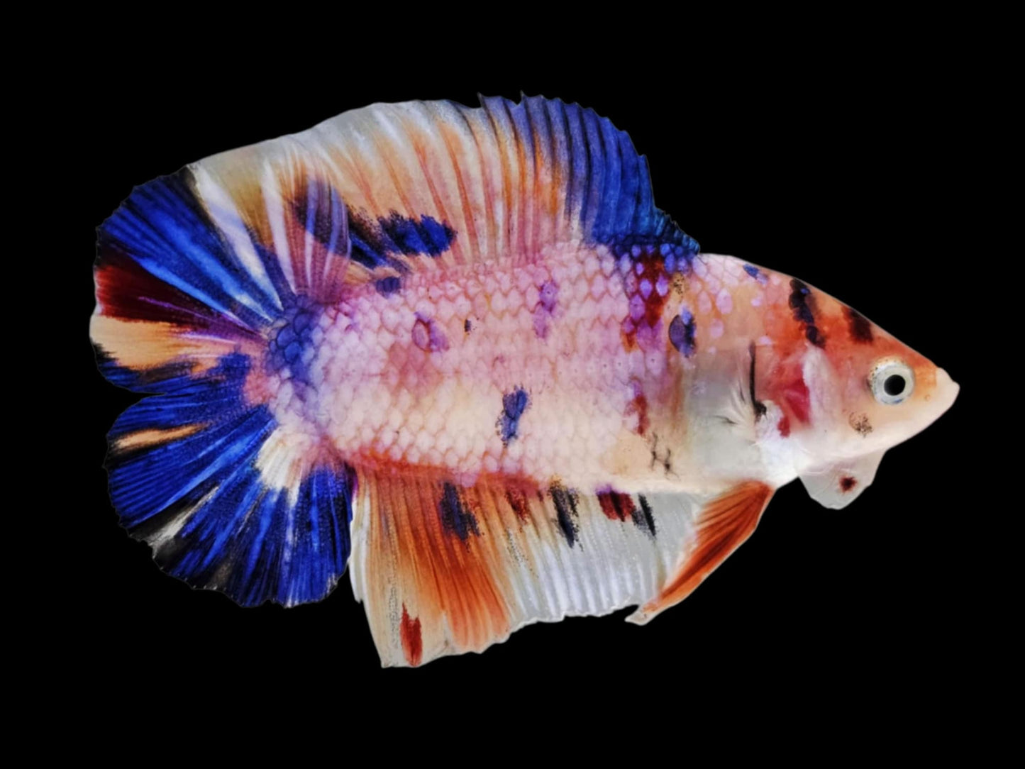 1x Live Multi Color Double Tail Male Betta (WYSIWYG) E303
