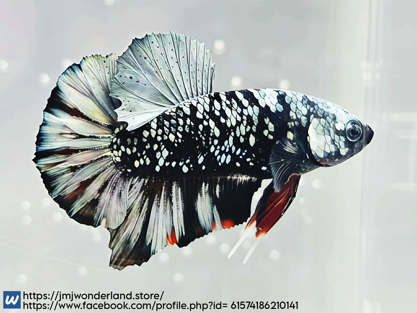 1x Live Avatar Male HMPK Male Betta (WYSIWYG) FAST SHIPPING! F502