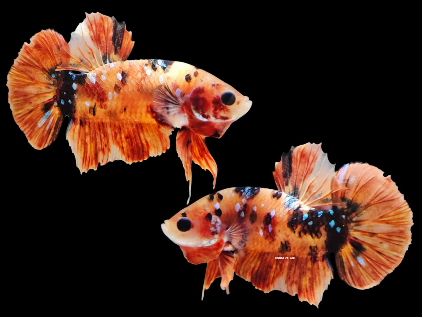 1x Live Orange Candy Multi Color HMPK Male Betta (WYSIWYG) C202