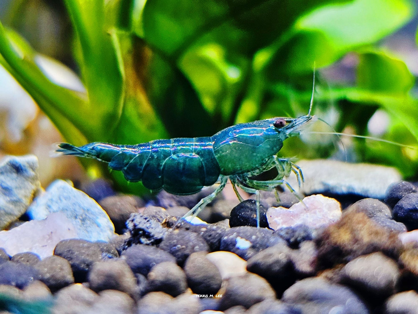 10+1 Green Jade Neocaridina Shrimp Medium-High Grade FAST SHIPPING!