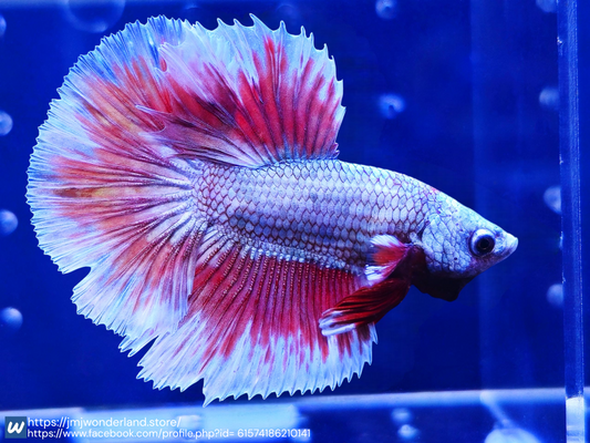 1x Live Red Butterfly Halfmoon Male Betta HM - WYSIWYG - Live Guarantee