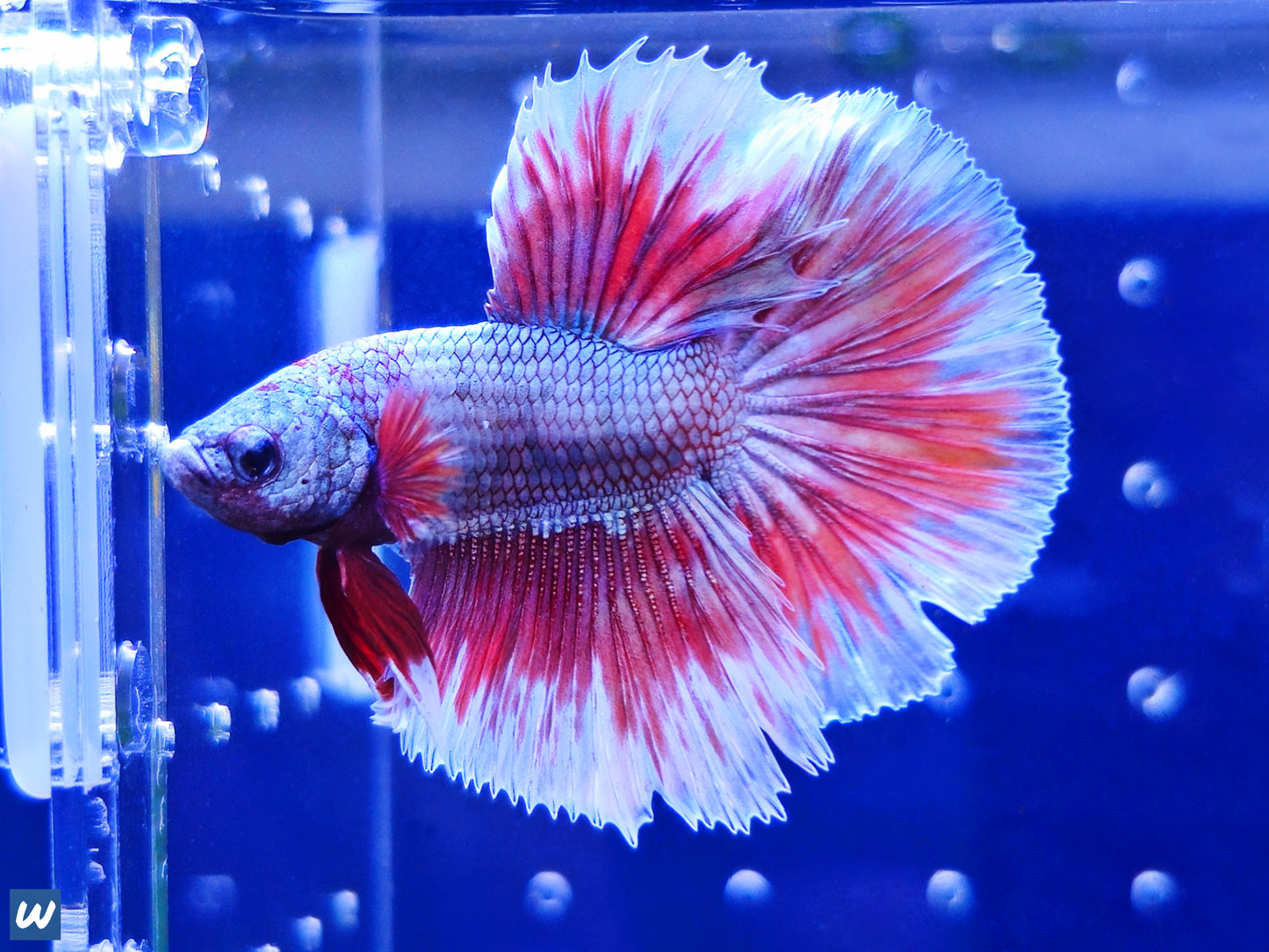 1x Live Red Butterfly Halfmoon Male Betta HM - WYSIWYG - Live Guarantee