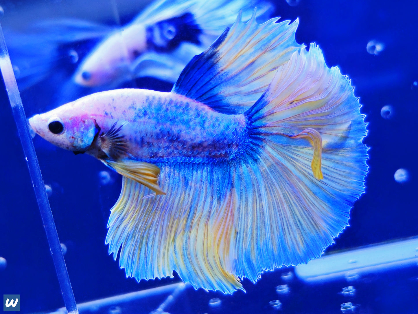 1x Live Blue/Yellow Halfmoon Male Betta HM - WYSIWYG - Live Guarantee