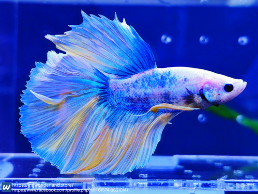 1x Live Blue/Yellow Halfmoon Male Betta HM - WYSIWYG - Live Guarantee