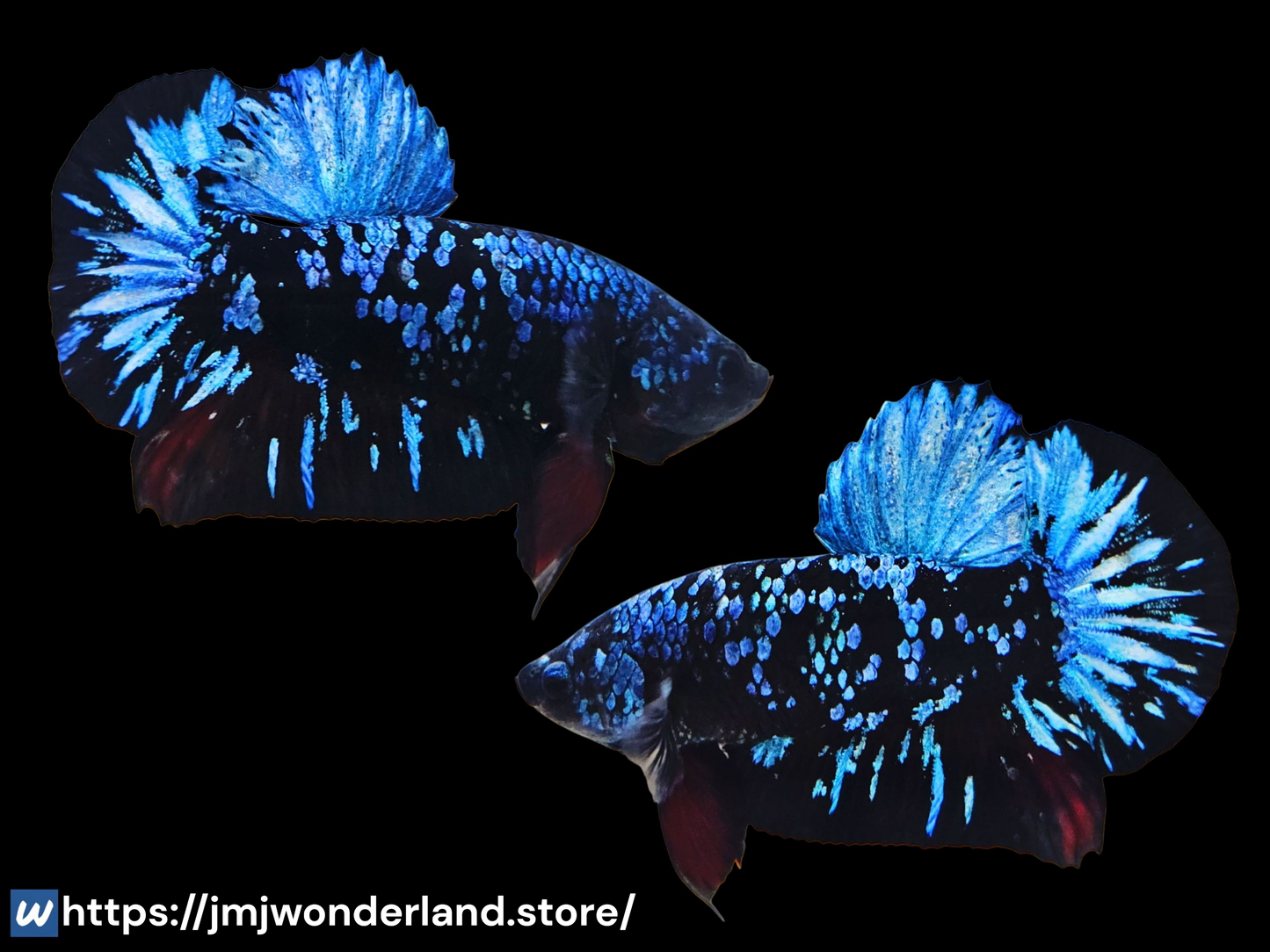1x Live Blue Avatar Male Betta - HMPK - WYSIWYG - USA