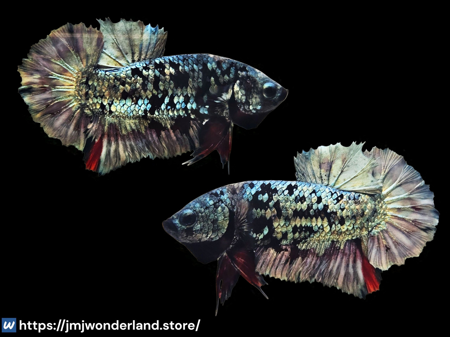 1x Live Grey Avatar Male BETTA - WYSIWYG