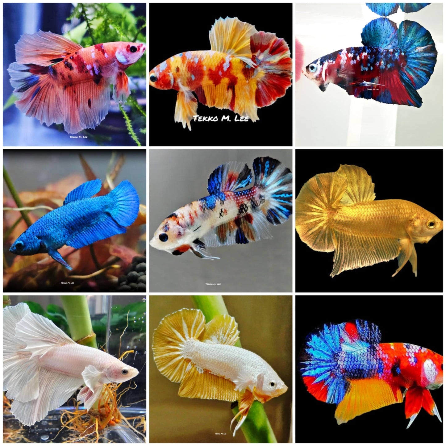 🐟1x Male Betta 'Mystery Box' of Seller Choice🐟