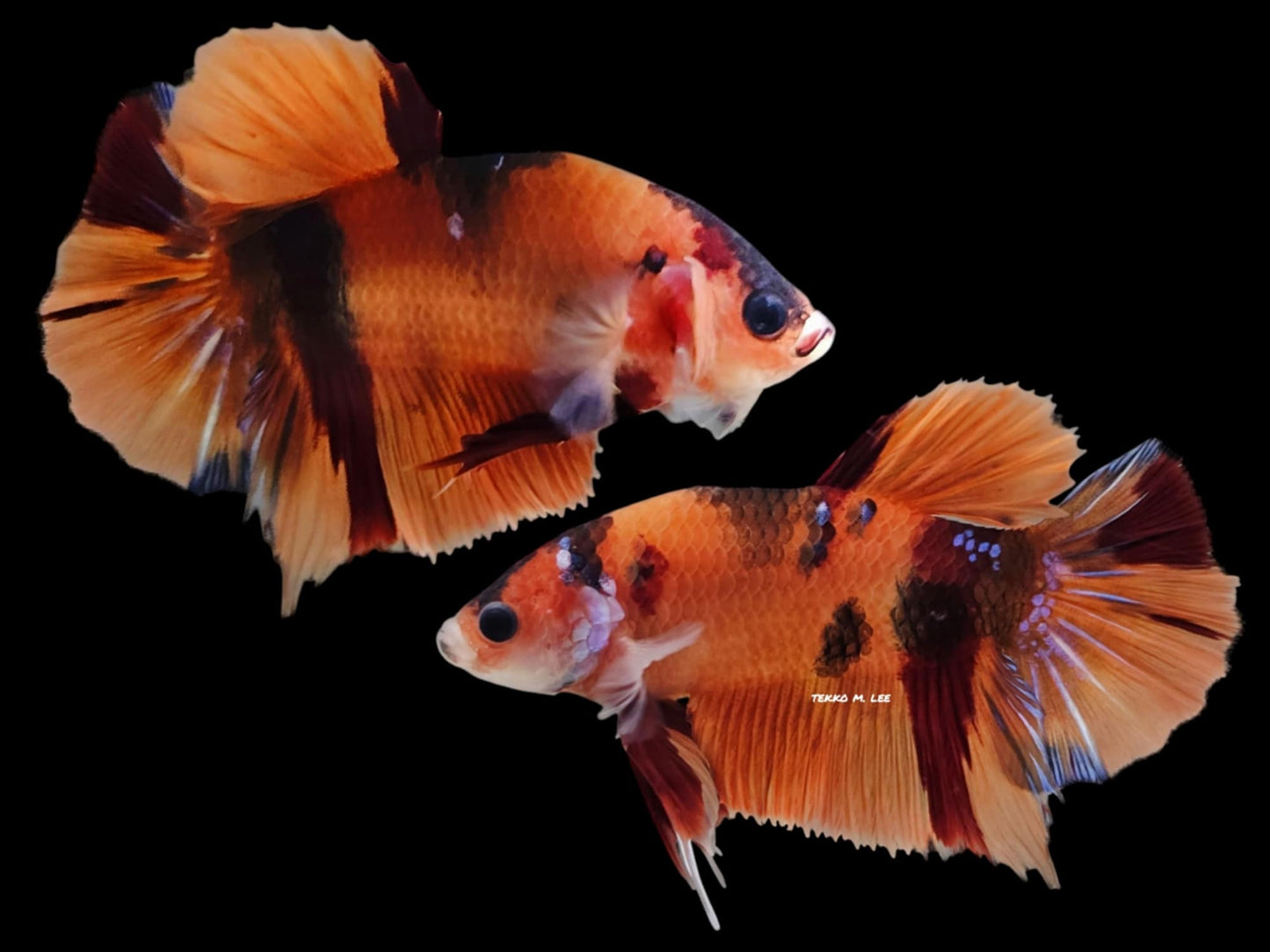 1x Live Orange Candy Multi Color HMPK Male Betta (WYSIWYG) W213