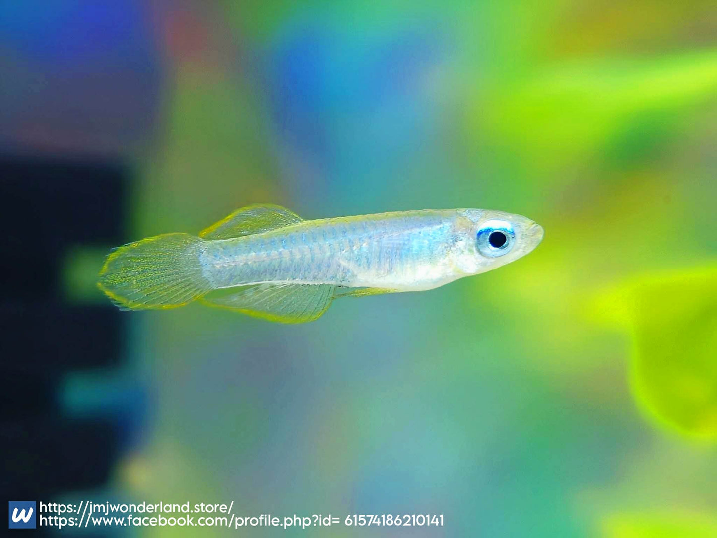 1x Live unsex Norman's LAMPEYE Killifish - FAST SHIPPING