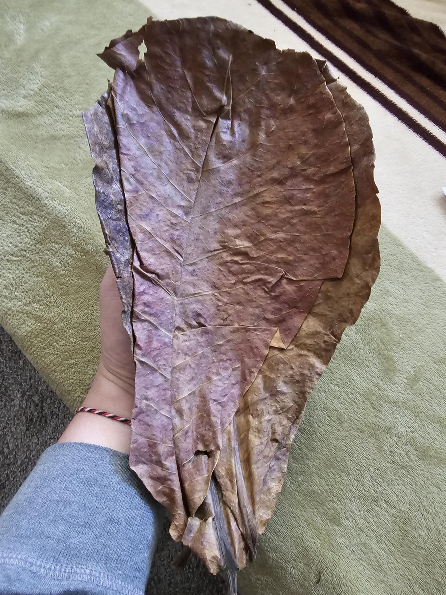 10 Giant Organic Indian Almond Leaves -