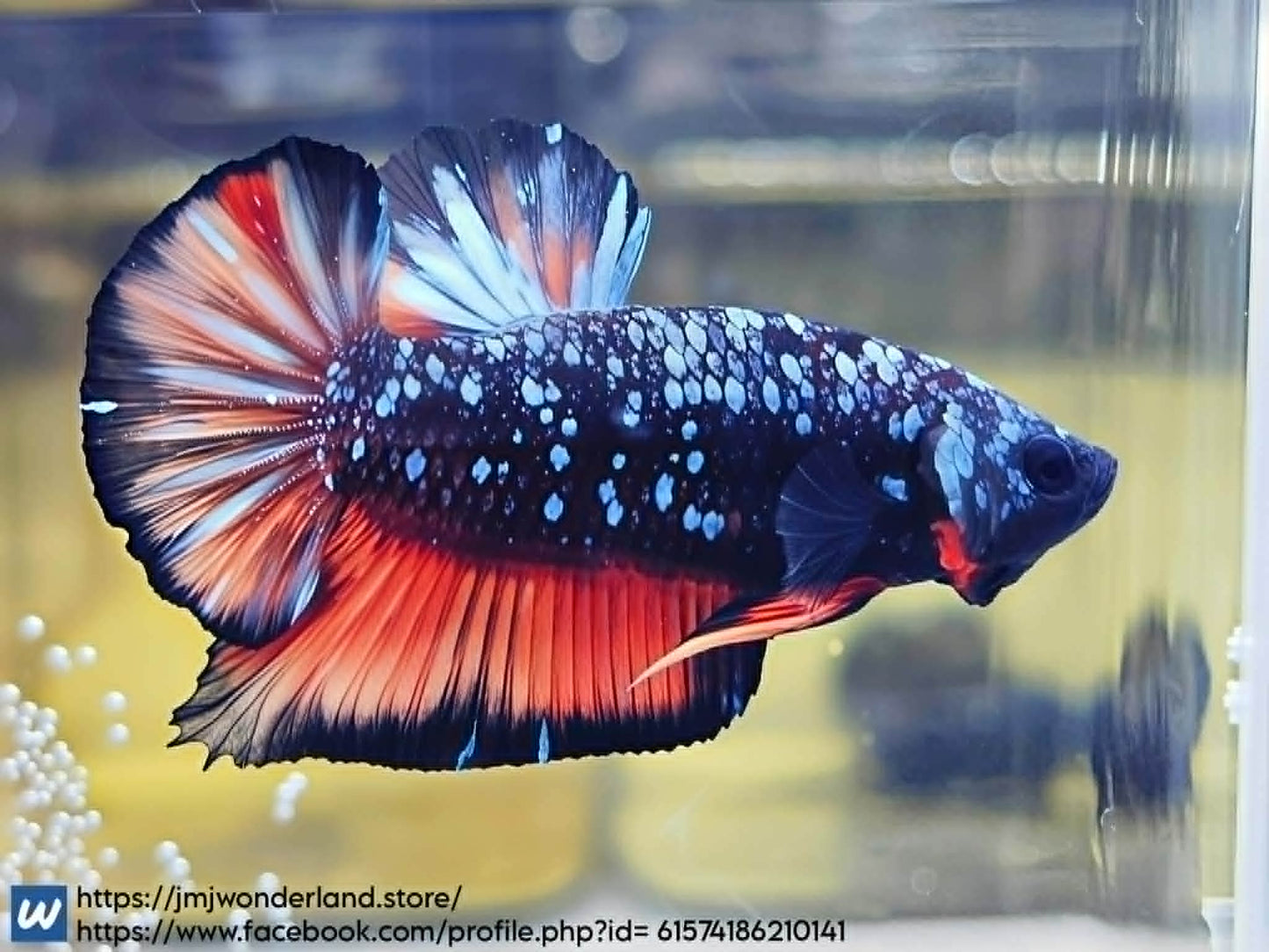 1x Live Orange/Blue Avatar HMPK Male Betta - (WYSIWYG) F503
